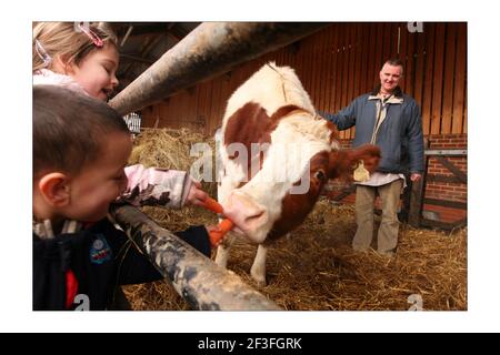 Shyamasundara das stellt Aditi die Kuh Kindern aus der Kritna Schule vor, die R.S.P.C.A. haben sie dem Hare Kritna Tempel, Bhaktivedanta Manor, in Letchmore Heath, North London, geschenkt.Foto von David Sandison The Independent Stockfoto