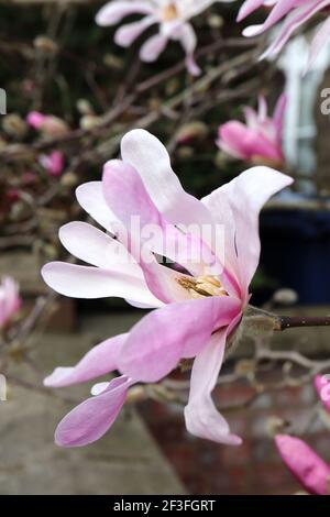 Magnolia stellata ‘Rosea’ Star Magnolia Rosea – lange weiße Blütenblätter mit rosa Blütenblättern, März, England, Großbritannien Stockfoto