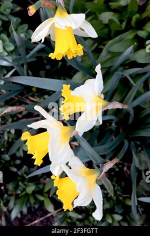 Narcissus ‘Topolino’ Division 1 Trompete Narzissen Topolino Narzissen - weiße Blütenblätter mit großen goldgelben Rüschentassen, März, England, Großbritannien Stockfoto