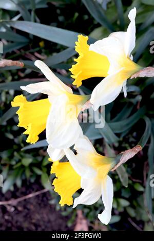 Narcissus ‘Topolino’ Division 1 Trompete Narzissen Topolino Narzissen - weiße Blütenblätter mit großen goldgelben Rüschentassen, März, England, Großbritannien Stockfoto