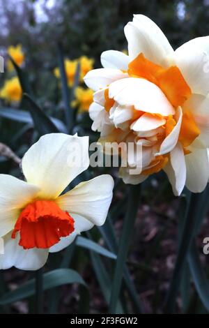 Narcissus / Daffodil ‘Barrett Browning’ Narcissus / Daffodil ‘Double Star’ March, England, Großbritannien Stockfoto