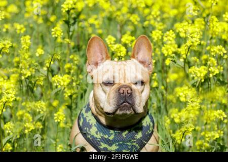 Junger Franzose mit blühenden Senfblumen Stockfoto