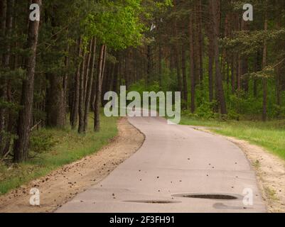 Die stimmungsvolle Frühlingsstraße mit Sonnenlicht in Mecklenburg-Vorpommern Wald Stockfoto