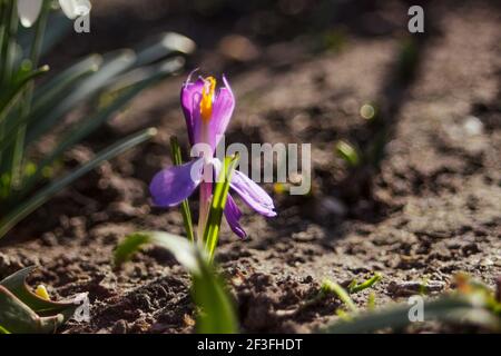 Bei sonnigem Wetter wächst im Garten eine Safranblume. Selektiver Fokus und Schärfe. Stockfoto