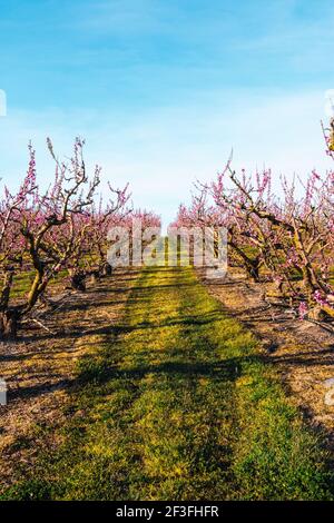 Feld von bunten blühenden Obstbäumen. Pfirsichbäume im Frühling mit rosa Blüten. Schöne Kirschblüte im Frühling. Blühen Sie in voller Blüte. Stockfoto