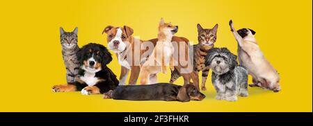 Gruppe von acht Katzen und Hunden isoliert auf einem gelben Hintergrund Stockfoto