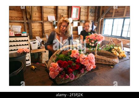 Danae Brook, Journalistin, betreibt das einzige Unternehmen im Land, das englische Rosen in chemisch freiem Land, meist im Freien, anbauen kann. Ihre Farm befindet sich in Little Horkesley in der Nähe von ColchesterFoto von David Sandison The Independent Stockfoto