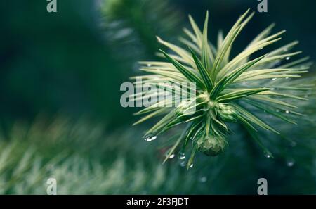 Araucaria immergrüne Nadelbäume in der Familie Araucariaceae. Stockfoto