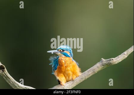 Kingfisher, Alcedo Atthis Stockfoto