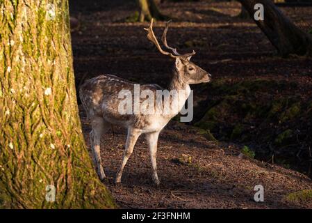 Majestätische Damhirsche im Wald genießen das warme Licht des Sonnenuntergangs. Stockfoto