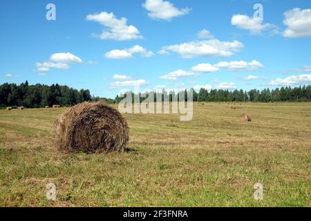 Schöne ländliche Landschaft mit langen Sommerfeld am Rande Des Waldes mit vielen gerollten trockenen Heu in der Helle sonnige Sommer Tagesansicht Stockfoto