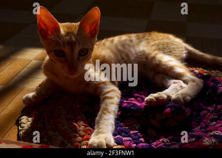 Eine Nahaufnahme einer orangefarbenen cornish rex Katze auf einem Decke Stockfoto