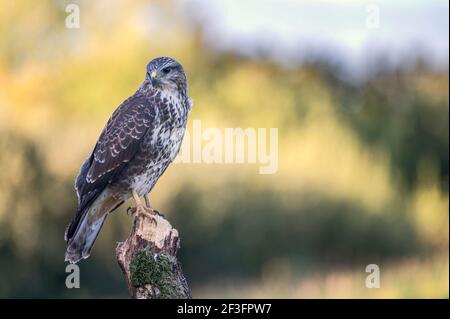 Bussard Buteo buteo Stockfoto