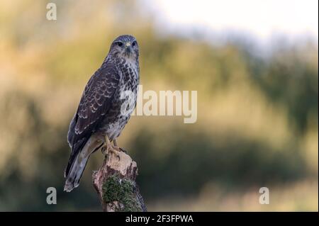 Bussard Buteo buteo Stockfoto