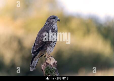 Bussard Buteo buteo Stockfoto