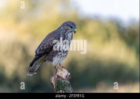 Bussard Buteo buteo Stockfoto