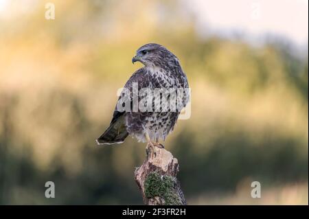 Bussard Buteo buteo Stockfoto