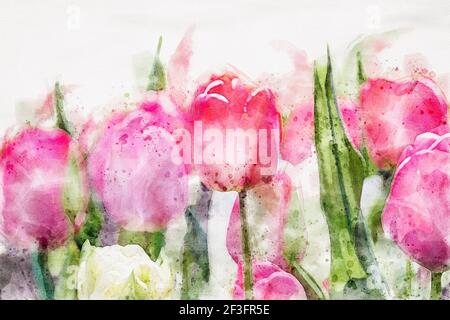 Rosa Tulpen blühenden Nahaufnahme, Aquarell Kunst Bild für Frühlingsferien Design Stockfoto