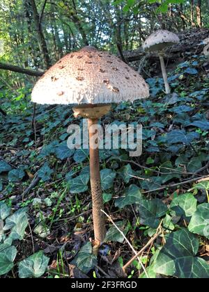 Essbare Sonnenpilze im Wald Stockfoto