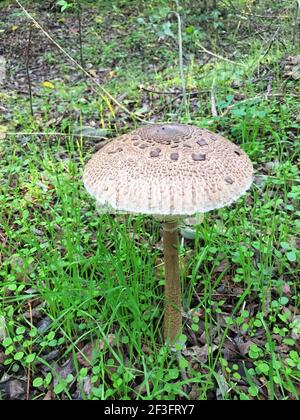 Essbare Sonnenpilze im Wald Stockfoto