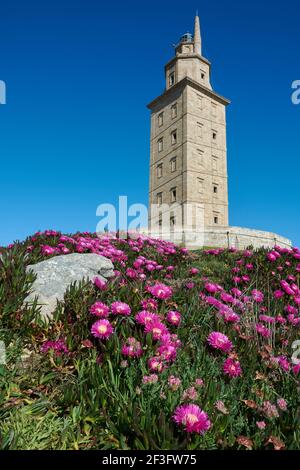 Blick auf den Turm des Herkules und schönen Vordergrund von lila Blumen und grünen Laub an einem Frühlingstag in La Coruña, Provinz Galicien, Spanien. Stockfoto