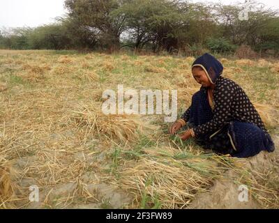 Beawar, Indien. März 2021, 16th. Rajasthani Frau Bauern arbeiten in einem Gerstenfeld am Stadtrand von Beawar. Rajasthan ist der Hauptproduzent Staat der Gerstenernte in Indien. (Foto von Sumit Saraswat/Pacific Press) Quelle: Pacific Press Media Production Corp./Alamy Live News Stockfoto