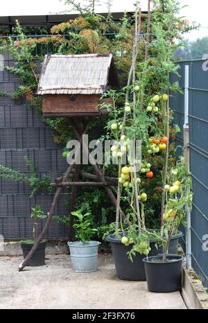 Eine vertikale Aufnahme von Tomaten in Töpfen in der wachsen Hof eines ländlichen Hauses Stockfoto