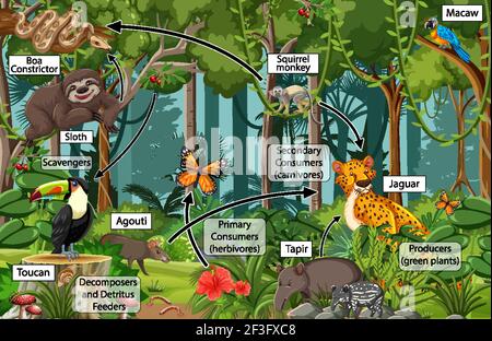 Diagramm mit Nahrungsnetz in der Regenwald-Illustration Stock Vektor