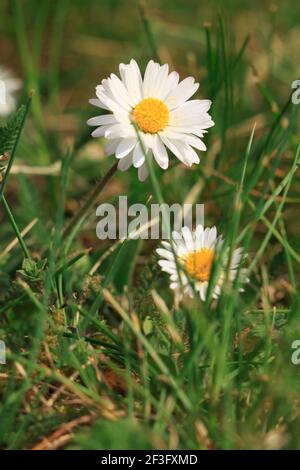 Wiese im Frühling. Wiesenblühende Gänseblümchen mit weißen Blütenblättern und gelben Pollen. Blumen zwischen dem Gras in der Sonne. Bienenpollen auf weißen Blütenblättern Stockfoto