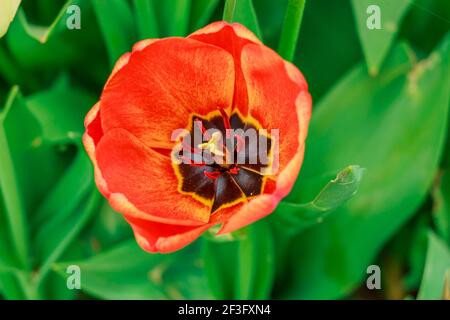 Blüte einer Tulpe im Detail. Blume mit roten gelben Blütenblättern im Frühling mit geöffnetem Blütenkopf. Blütenstempel mit Bienenpollen in der Mitte der Blüte Stockfoto