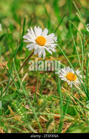 Gänseblümchen auf einer Wiese. Zwei weiße Blüten mit gelben Stollen und Bienenpollen im Frühjahr. Blumen zwischen grünem Gras im Sonnenschein. Spitz zulaufende Blume mit Whit Stockfoto