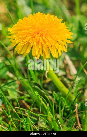 Eine Blume des Löwenzahns (Taraxacum) aus der Familie der Sonnenblumen (Asteraceae). Gelbe Blütenblätter mit Blütenstielen in einer Wiese mit grünem Gras in s Stockfoto