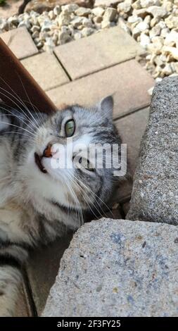 Eine vertikale Nahaufnahme einer grauäugigen Katze Stockfoto