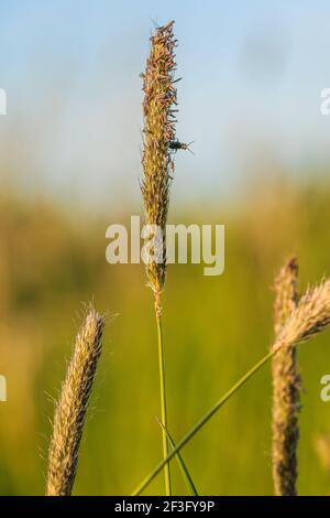 Einzelgräser im Sommer. Wildgras, Eselgras, Hundegras, Rattenschwanz, Fuchswal, Haarabzieher oder Roggengras in der Sonne. Insekt auf der Rispe wi Stockfoto