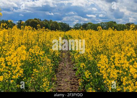 Ein Feld mit blühenden Rapspflanzen. Gelbe Blüten der Nutzpflanze mit grünen Stielen und Blättern. Pfad in der Mitte des Feldes. Wolken o Stockfoto