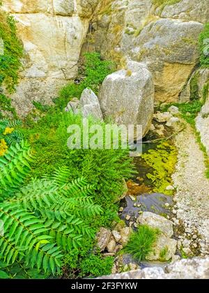 Farnpflanze am Ufer eines Baches Stockfoto