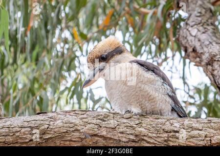 Lachend kookaburra auf Baum Zweig in Australien Stockfoto