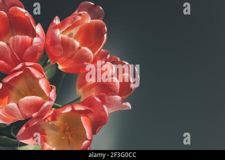 Schöne hell erleuchtete rosa Tulpen auf dunklem Hintergrund. Bouquet von Frühlingsblumen. Festliche Blumenhintergrund für eine Postkarte. Selektiver Fokus. Nahaufnahme. Stockfoto