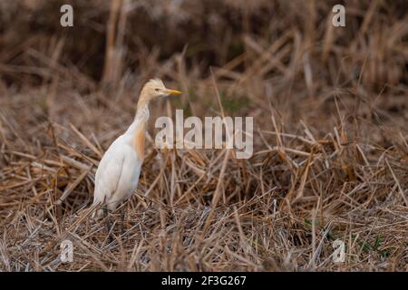 Der Ostrinderreiher (Bubulcus coromandus) ist eine Reiherart (Familie Ardeidae), die in den Tropen, Subtropen und warm-gemäßigten Zonen gefunden wird. Stockfoto