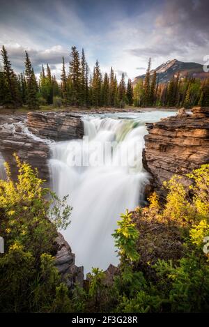 Ein rauschender Athabasca Falls im Jasper National Park während eines Sommerabends. Stockfoto