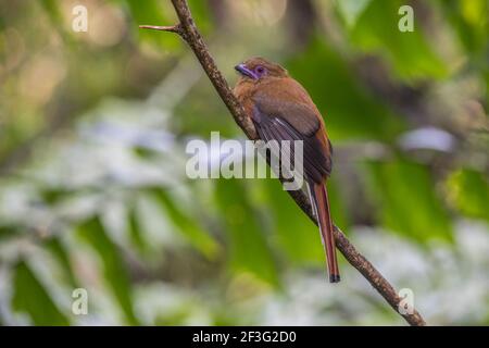 Rotkopftrogon Harpactes erythrocephalus Barsch auf einem Ast Stockfoto