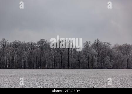 Dieser schneebedeckte Baumbestand wächst in Allen County in der Nähe von New Haven, Indiana, USA. Stockfoto