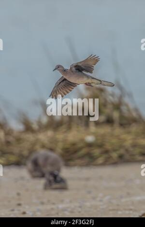 Flecktaube Spilopelia chinensis fliegt am Strand Stockfoto