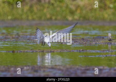 Whiskered tern Chlidonias hybrida Tauchen für Nahrung Stockfoto