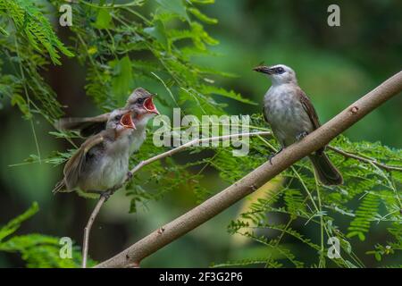 Gelb-belüftete Bulbul Pycnonotus Goiavier Küken Fütterung Stockfoto