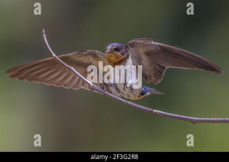 Scheune Schwalbe Hirundo rustica Landung auf einem winzigen Ast Stockfoto