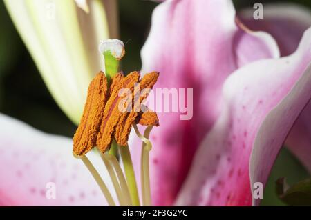 Eine selektive Fokusaufnahme der inneren Blütenblätter eines Rosa Lilie Stockfoto