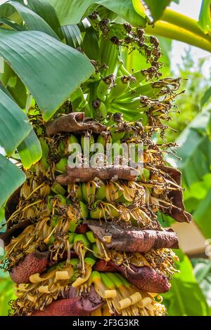 Junge Bananen wachsen im Miami-Dade County Redland Fruit and Spice Park in Florida. Stockfoto