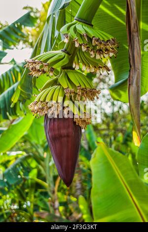 Die Blütenblüte hängt unter einem Bündel Bananen im Miami-Dade County Redland Fruit and Spice Park in Florida. Stockfoto