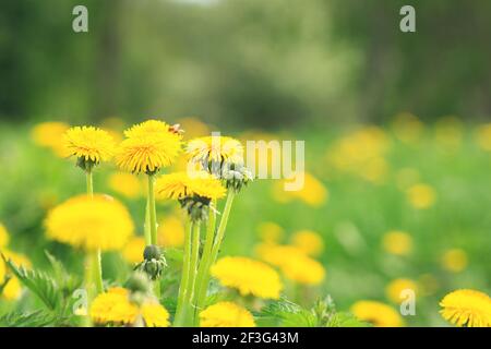 Feld mit blühenden gelben Löwenzahn an sonnigen Tagen. Sommer Blume Hintergrund - Bild Stockfoto